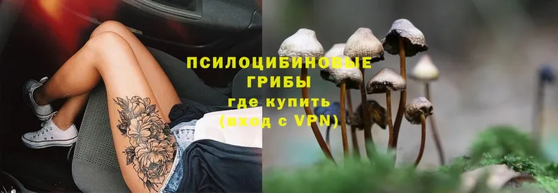 Псилоцибиновые грибы Psilocybine cubensis  Карачев 